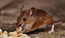 24 Hour & Emergency Exterminators in Sereno, PA